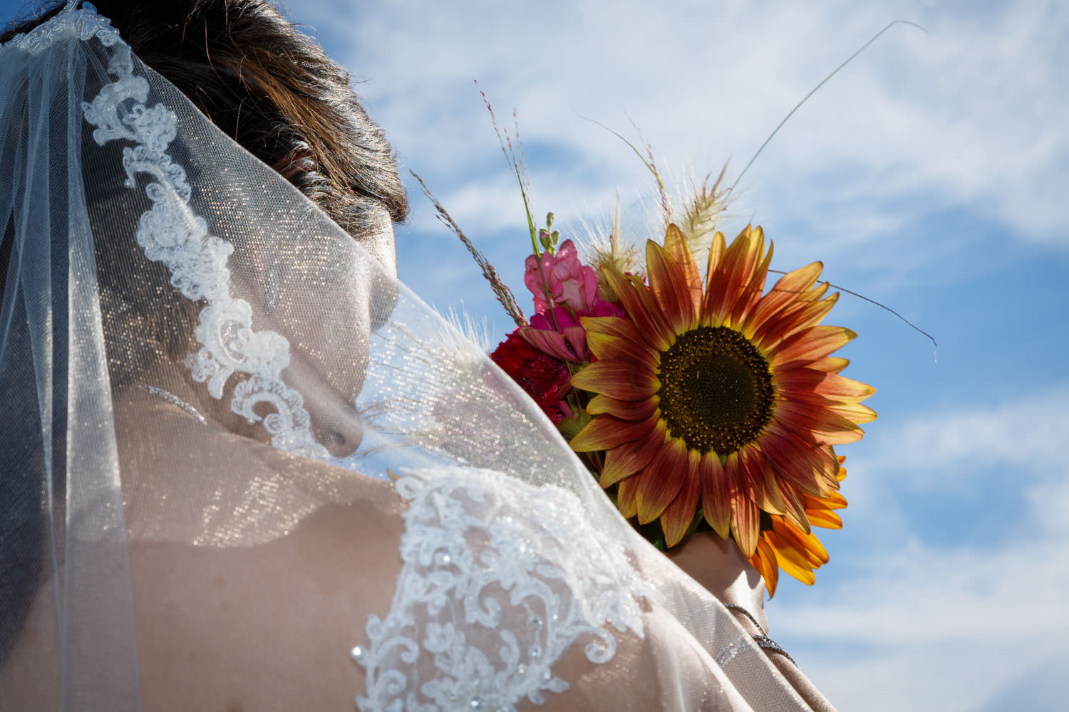 Brides Sunflower against a bright blue sky