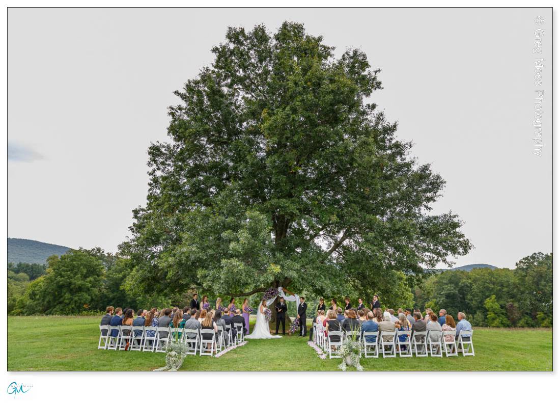 Hampshire college wedding ceremony in front of the Iconic tree